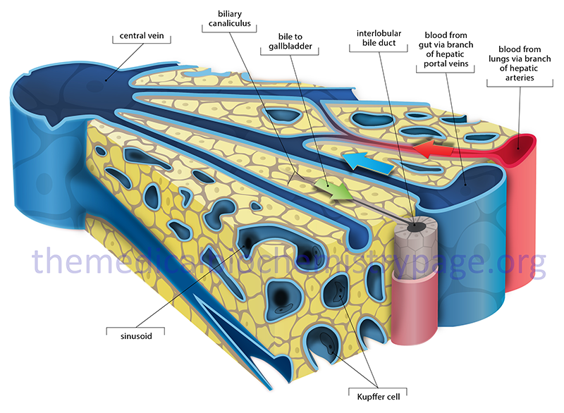 Structure of a liver lobule