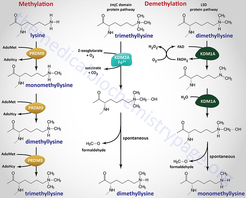 processes of protein lysine methylation and demethylation