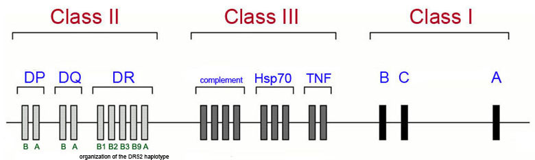 Schematic of the genes in the MHC cluster
