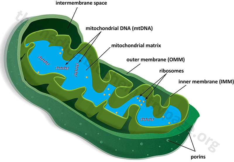 basic composition of a typical mitochondrion