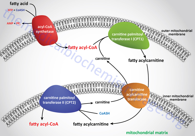 Transport of long-chain fatty acids from the cytosol to the mitochondria