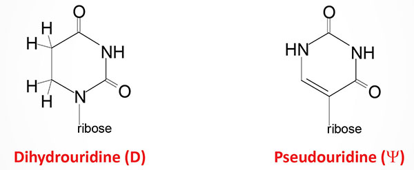 Structure of dihydrouridine and pseudouridine