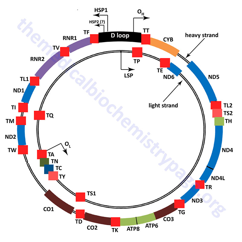 organization of the circular mitochondrial genome