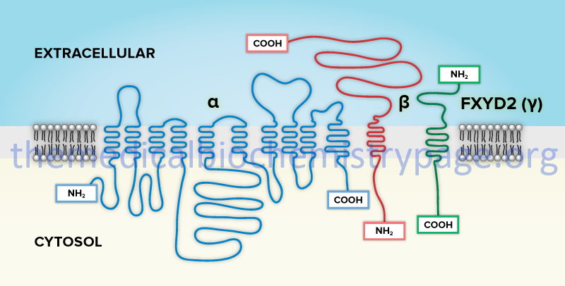 membrane organization of Na+-K+-ATPase subunits