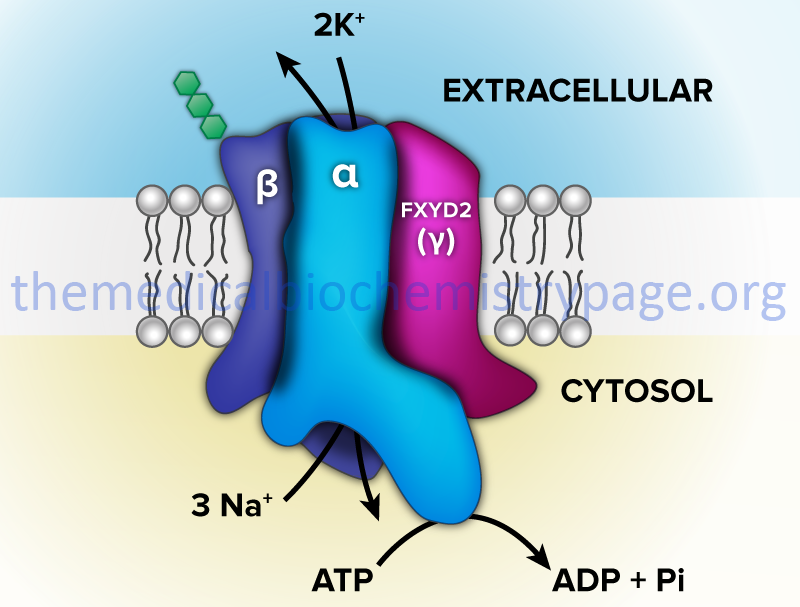 Three-dimensional view of Na+/K+-ATPases