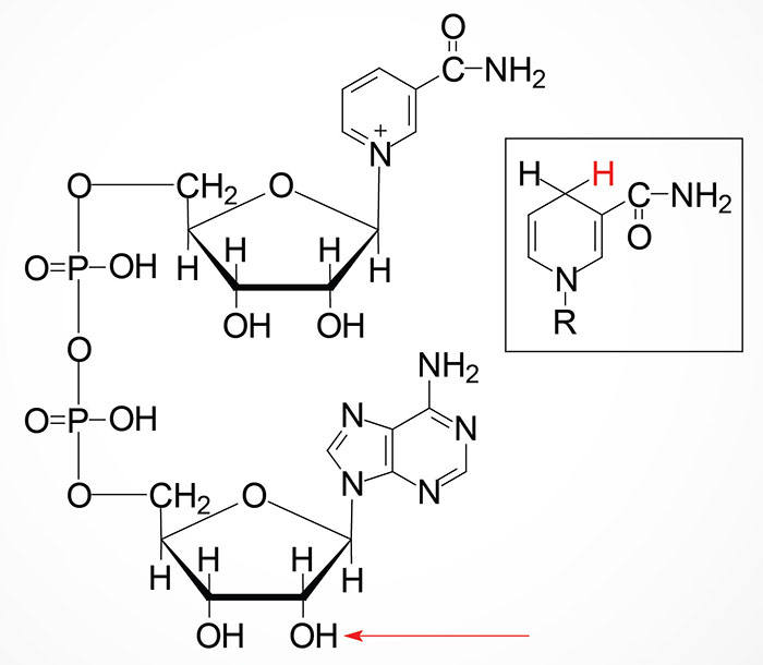 Structure of nicotinamide adenine dinucleotide: NAD