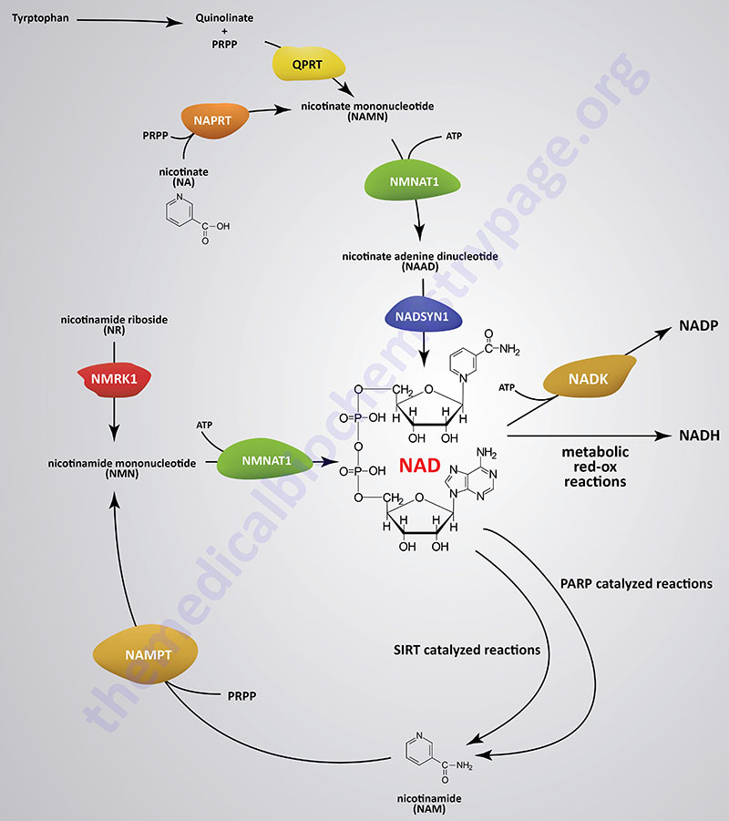Synthesis and salvage of NAD