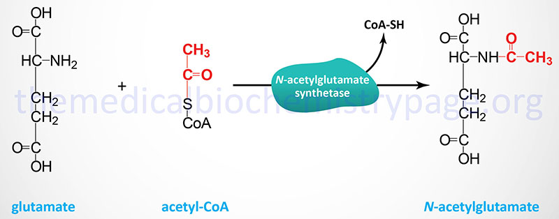 Reaction catalyzed by N-acetylglutamate synthase