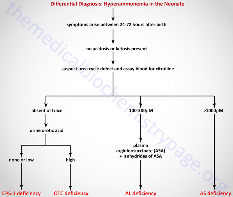 Flow diagram for the differential diagnosis of urea cycle disorders
