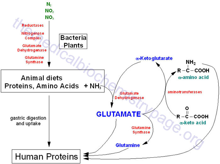 Nitrogen Metabolism and the Urea Cycle - The Medical Biochemistry Page