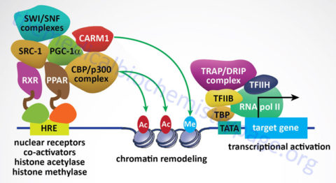 Signal Transduction Pathways: Overview - The Medical Biochemistry Page