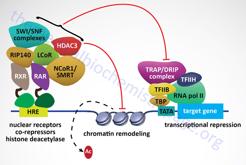 Steroid Hormones and Their Receptors