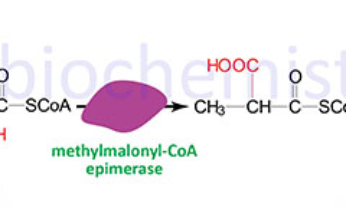 Propionyl Coa To Succinyl Coa Mechanism
