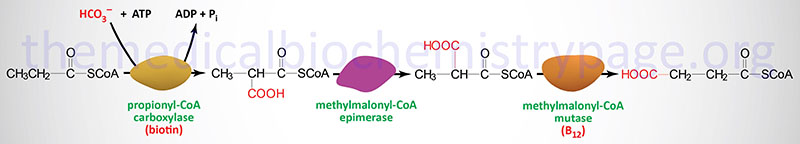 Conversion of propionyl-CoA to succinyl-CoA