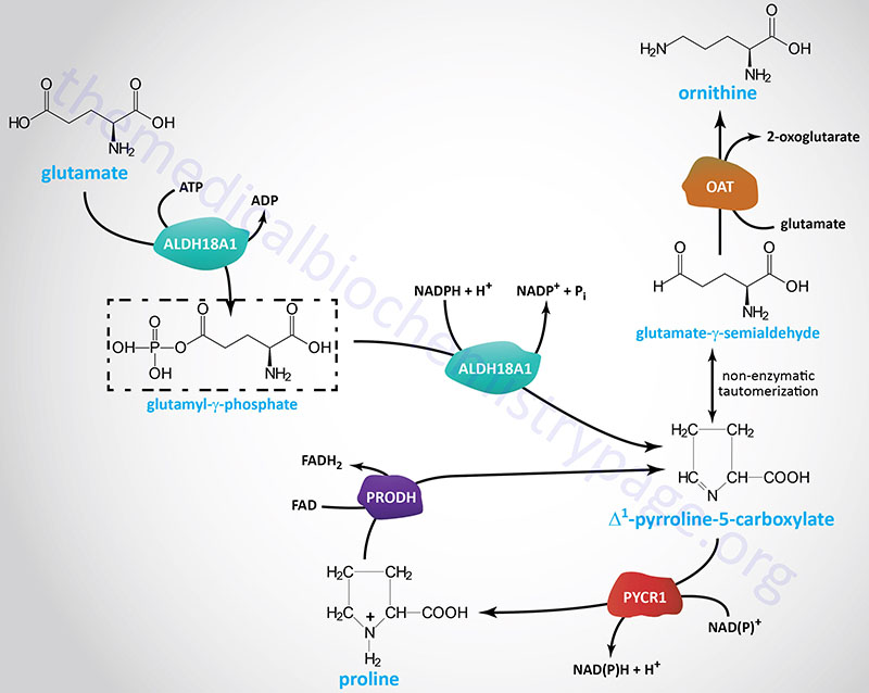 Ornithine and proline synthesis
