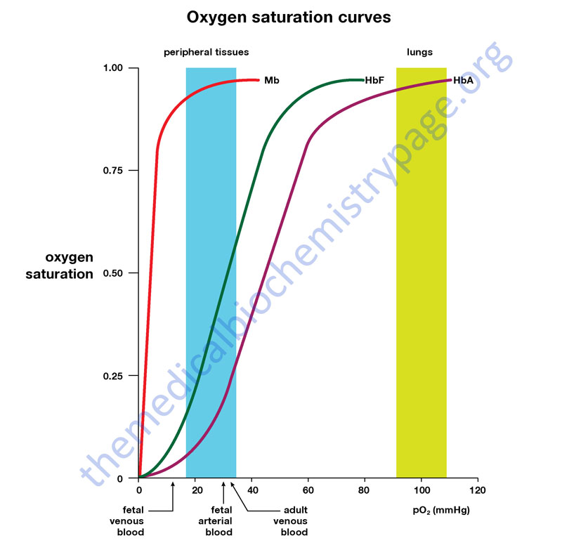 oxygen saturation curves for myoglobin and hemoglobin