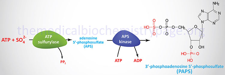 Synthesis of 3'-phosphoadenosine-5'-phosphosulfate, PAPS