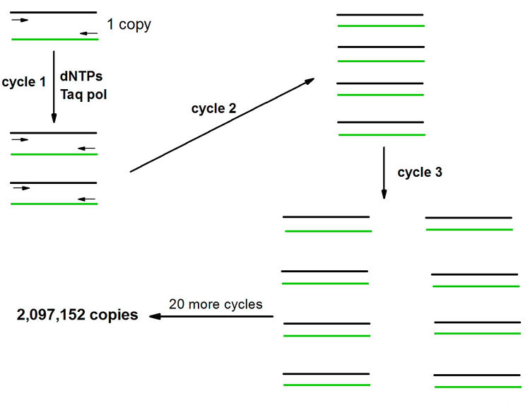 Diagrammatic representation of the PCR protocol