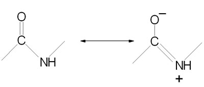 Resonance stabilization of the peptide bond