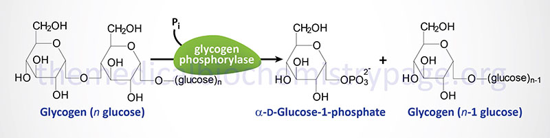 ALT - Reaction catalyzed by glycogen phosphorylase