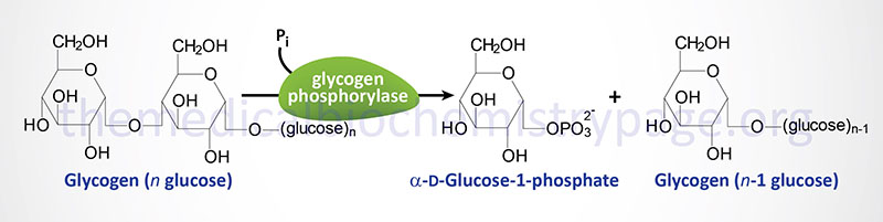 McArdle Disease: Type 5 Glycogen Storage Disease