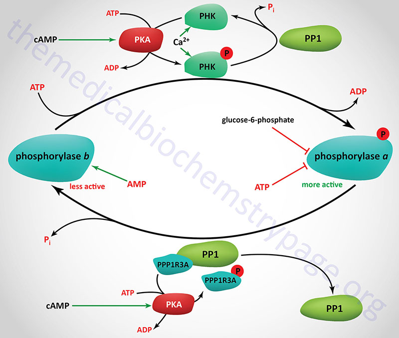 Regulation of glycogen phosphorylase