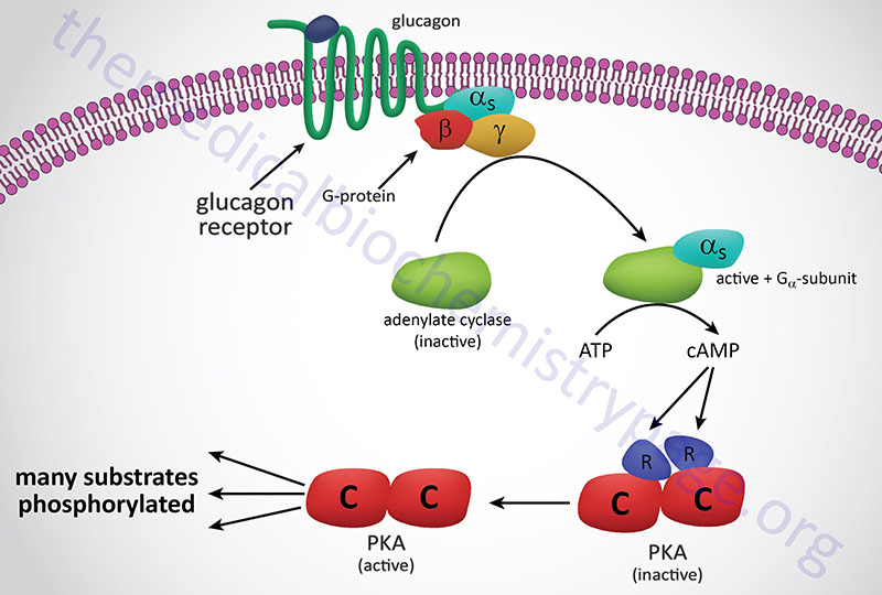 Glycolysis and the Regulation of Blood Glucose The Medical