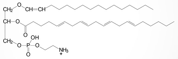 Structure of an O-alkenyl plasmalogen