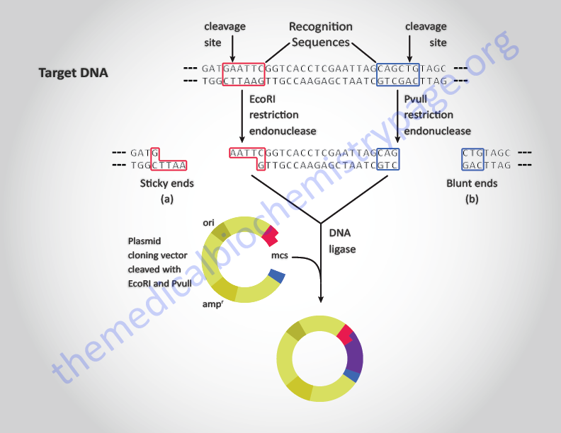 Basic method for generation of a recombinant plasmid
