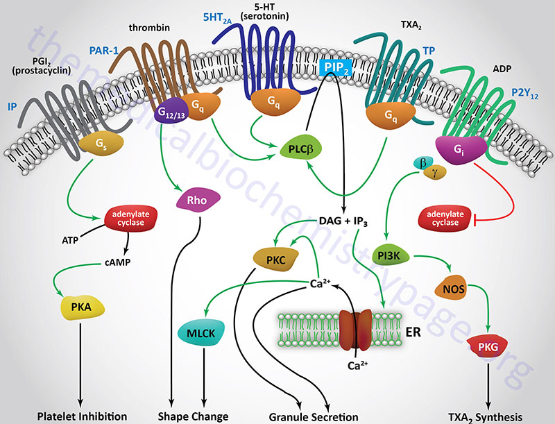 signaling pathways in platelet activation