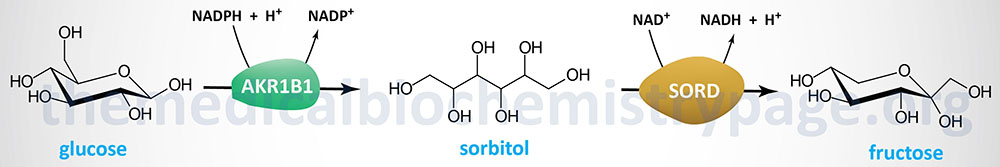 polyol pathway of glucose metabolism