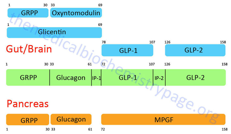 Structure and processing of preproglucagon