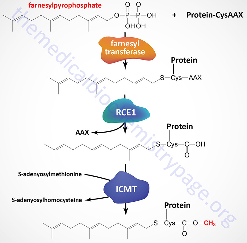 Reactions of protein prenylation
