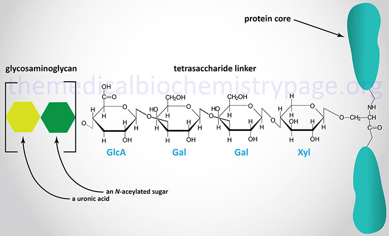 Structure of major tetrasaccharide linker that couples GAG to protein in proteoglycans