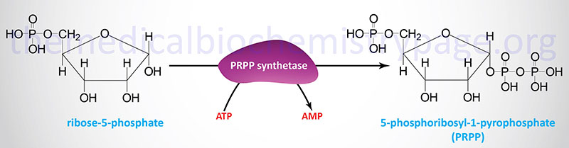 Synthesis of 5-phosphoribosyl-1-pyrophosphate (PRPP)