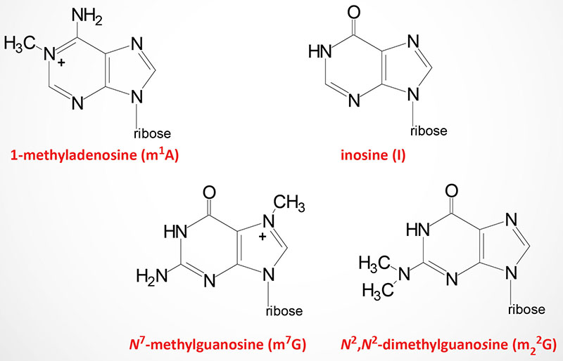 Derivatives of purine nucleotides