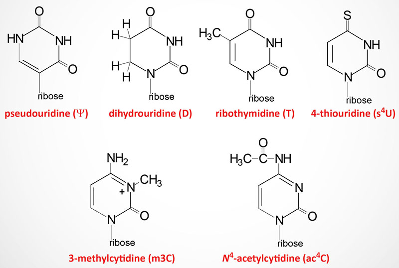 Derivatives of pyrimidine nucleotides