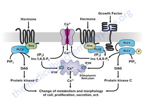 Cellular Signal Transduction Pathways - The Medical Biochemistry Page