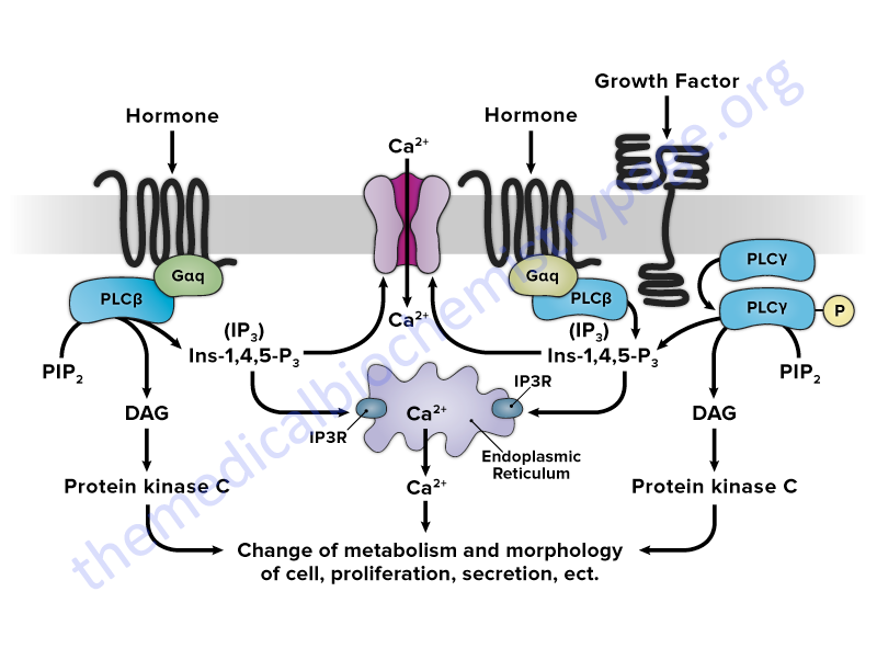 transmembrane receptor activation of PLC isoforms