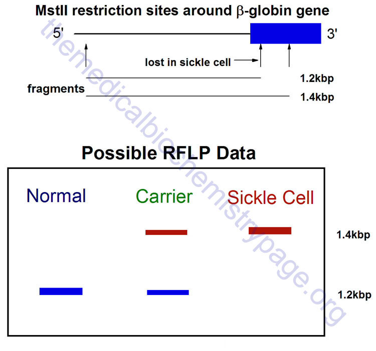 Diagrammatic representation of a RFLP analysis