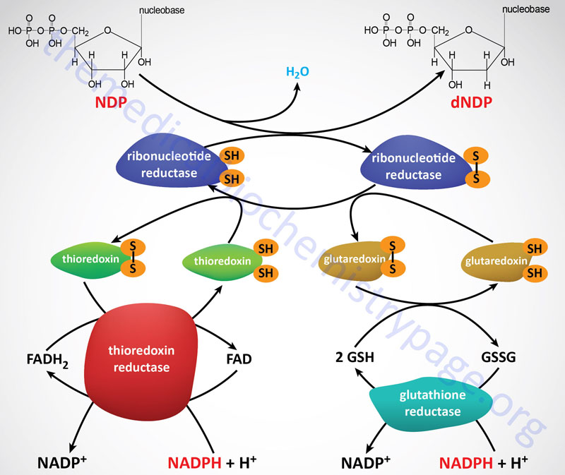 Ribonucleotide reductase reactions