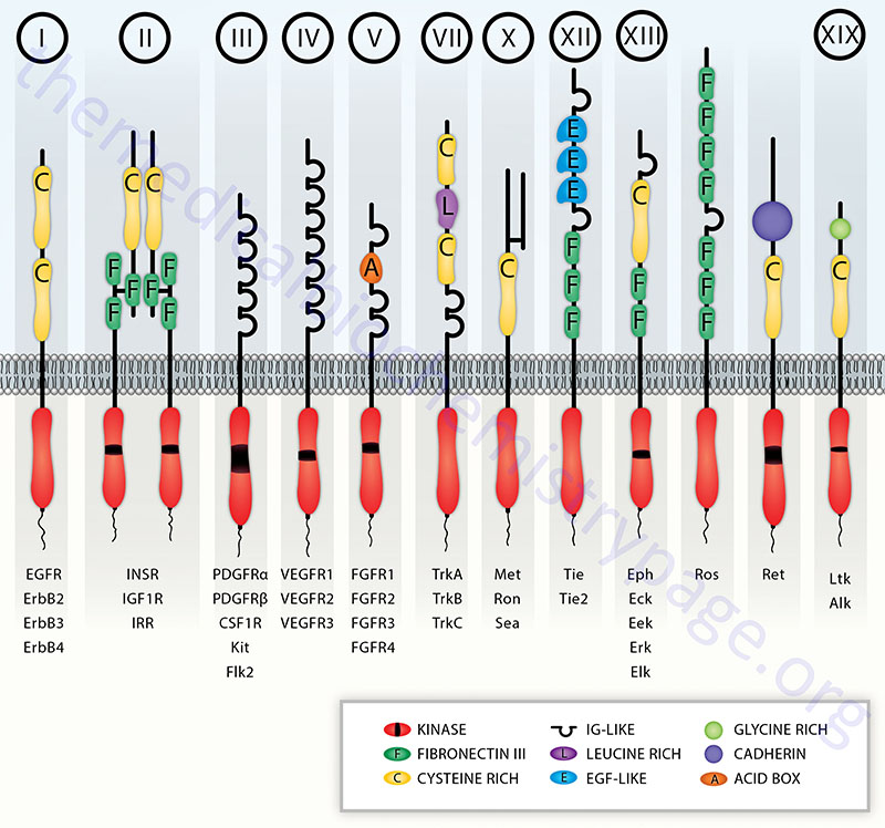 schematic representation of various receptor tyrosine kinase (RTK) sub-types