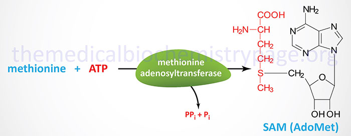 Synthesis of S-adenosylmethionine (SAM or AdoMet)