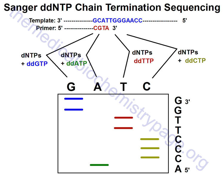Sanger DNA sequencing protocol
