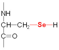 Structure of selenocysteine