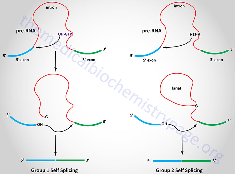mechanisms for group 1 and group 2 self splicing intron removal
