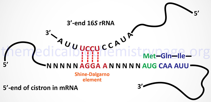 The Shine-Dalgarno element in prokaryotic RNA