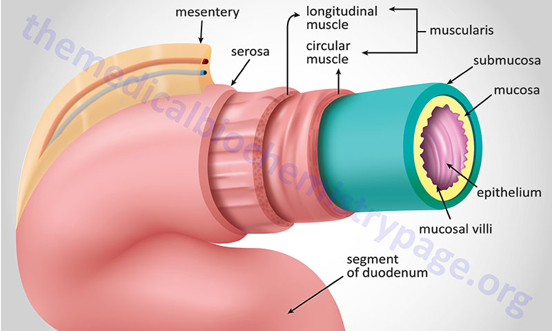 macroscopic cross section showing major anatomy of the duodenum