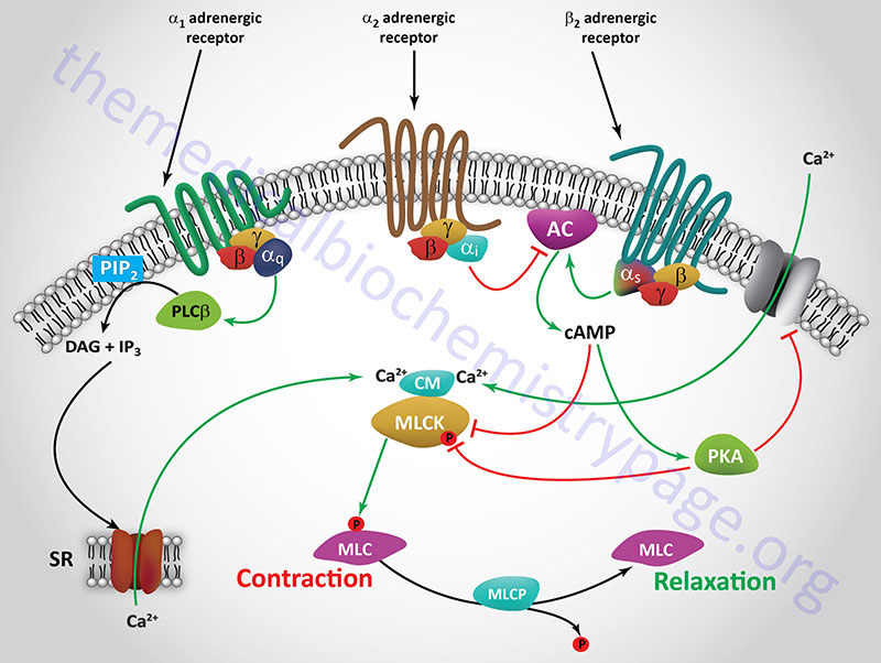 Adrenergic receptor-mediated control of smooth muscle contraction and relaxation