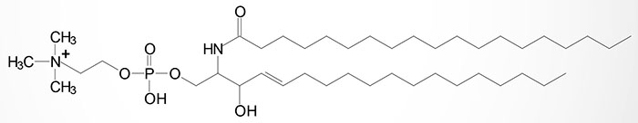 A sphingomyelin